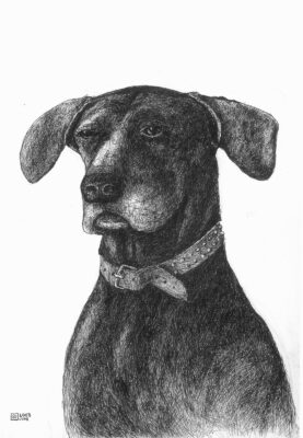 Drawing: Dog portrait